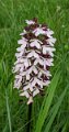 0056_purperorchis