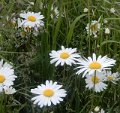 0109_margriet