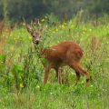 Mullerthal_2017_0096