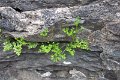 eifel_2015_margriet_009