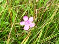 sauerland_2010_margriet_086